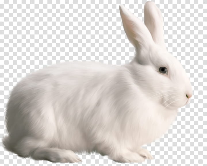 rabbit rabbits and hares white hare snowshoe hare, Arctic Hare, Ear, Whiskers, Animal Figure transparent background PNG clipart