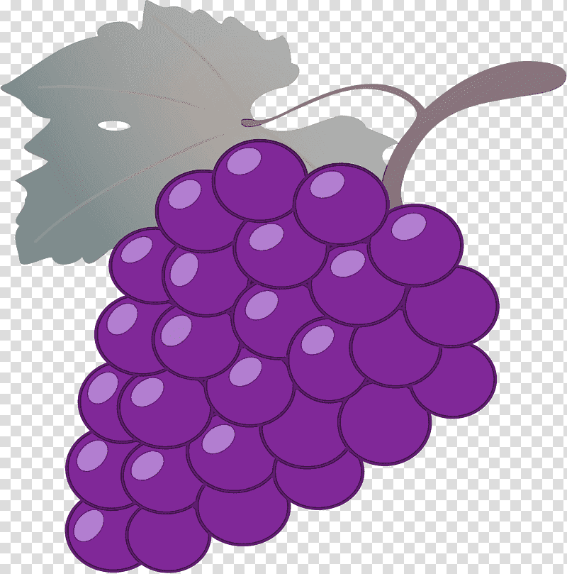 grape grapevines plant fruit, Family, Childrens Film, Science, Biology transparent background PNG clipart