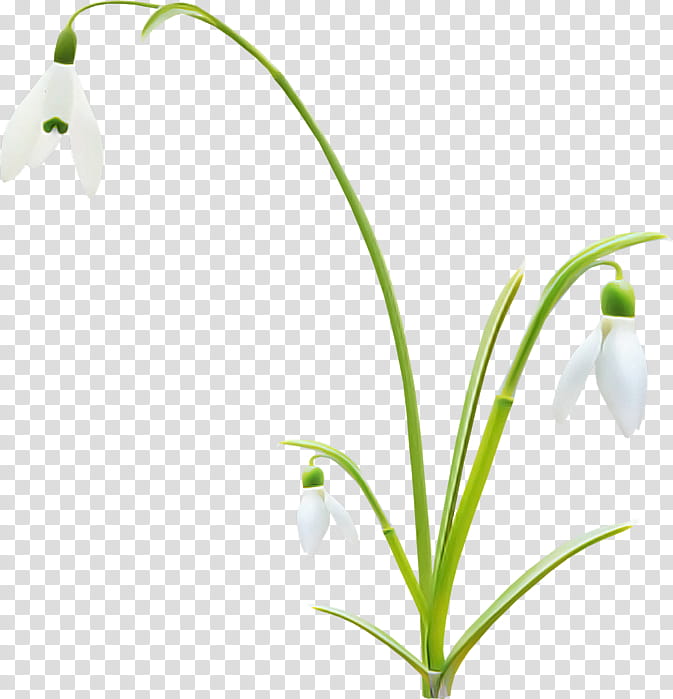 flower plant snowdrop summer snowflake lily of the valley, Galanthus, Grass, Pedicel, Plant Stem, Amaryllis Family transparent background PNG clipart