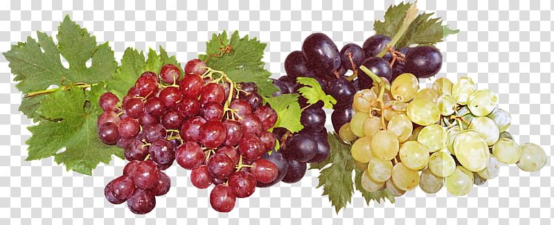 Pineapple, Sultana, Zante Currant, Wine, Grape, Seedless Fruit, Red Wine, Grapevines transparent background PNG clipart