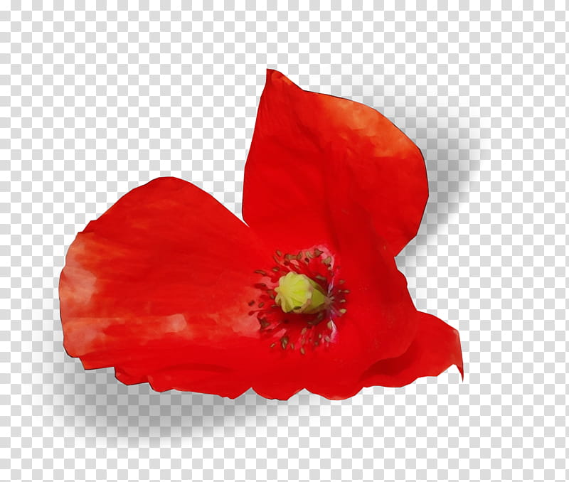 flower petal red plant poppy family, Watercolor, Paint, Wet Ink, Corn Poppy, Coquelicot, Wildflower, Perennial Plant transparent background PNG clipart