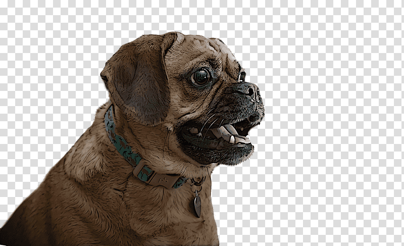 puggle pug bullmastiff snout dog collar, Companion Dog, Breed, Groupm transparent background PNG clipart