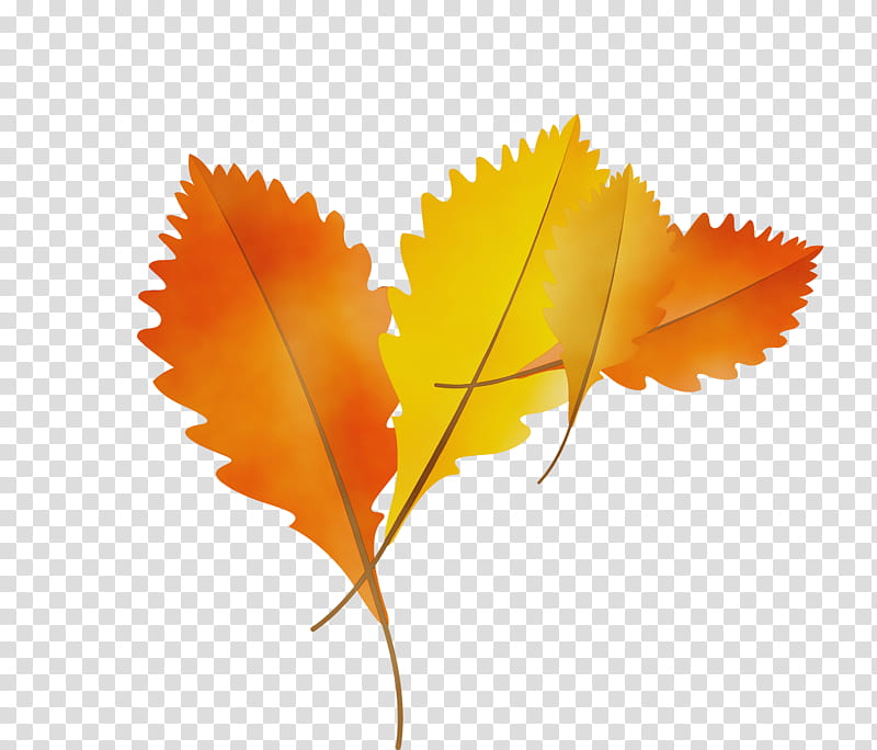Maple leaf, Autumn Leaf, Fall Leaf, Cartoon Leaf, Watercolor, Paint, Wet Ink, World transparent background PNG clipart