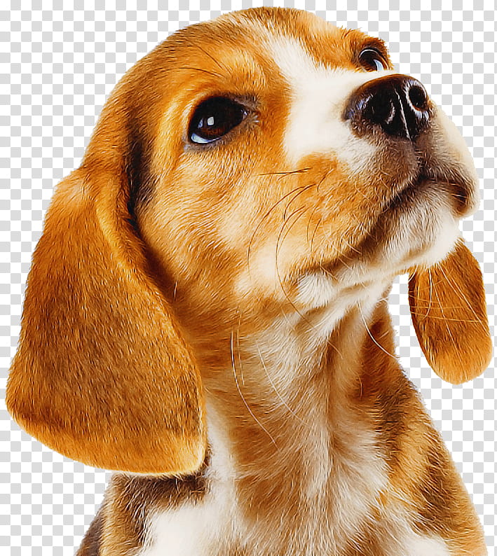 dog beagle companion dog snout nose, Artois Hound, Beagleharrier, Cocker Spaniel, Rare Breed Dog, Puppy, Westphalian Dachsbracke, English Foxhound transparent background PNG clipart