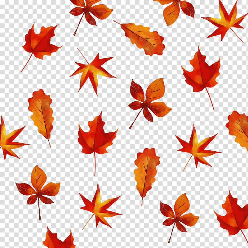 leaf flower petal maple leaf / m tree, Maple Leaf M, Autumn, Plants, Plant Structure, Biology, Science transparent background PNG clipart