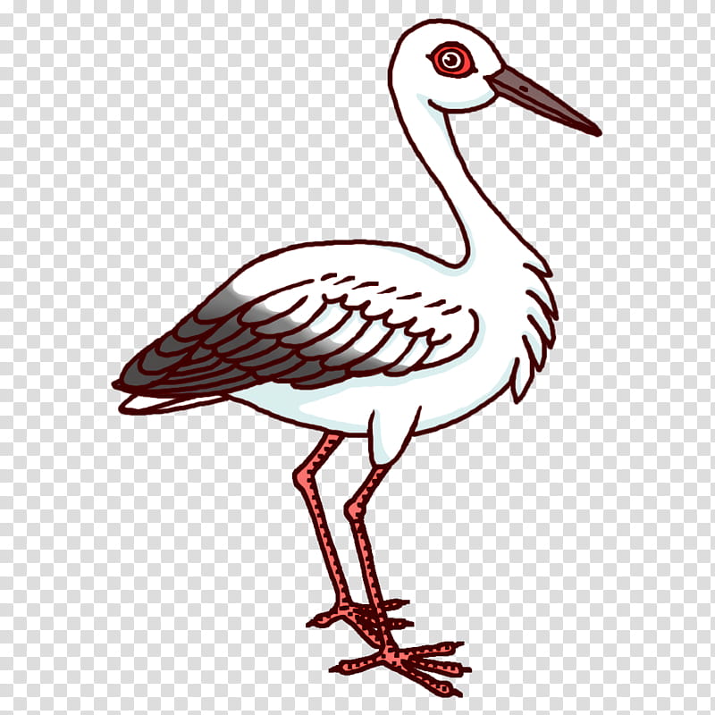 birds white stork pelecaniformes gull crane, Gulls, Beak, Pelican, Wader, Water Bird, Seabird, Ciconia transparent background PNG clipart