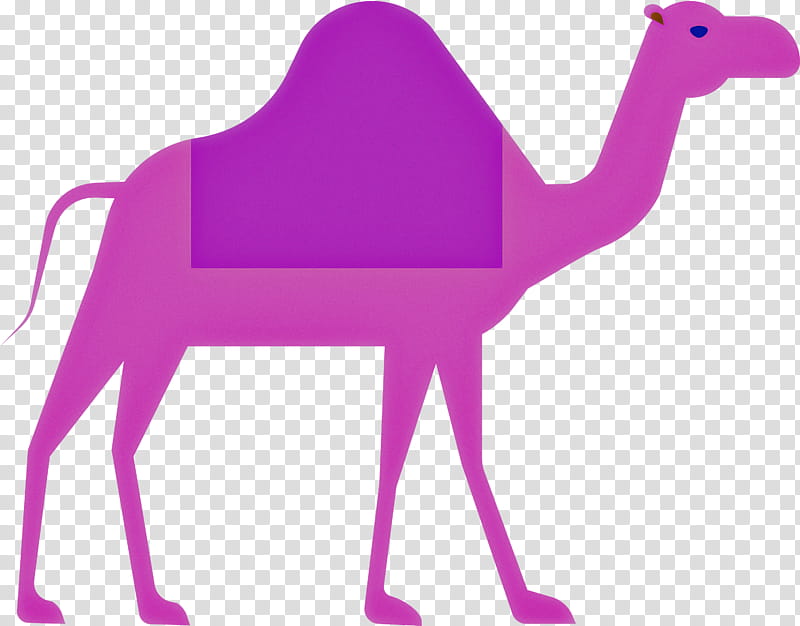 Camel Ramadan arabic culture, Violet, Purple, Camelid, Pink, Arabian Camel, Magenta transparent background PNG clipart