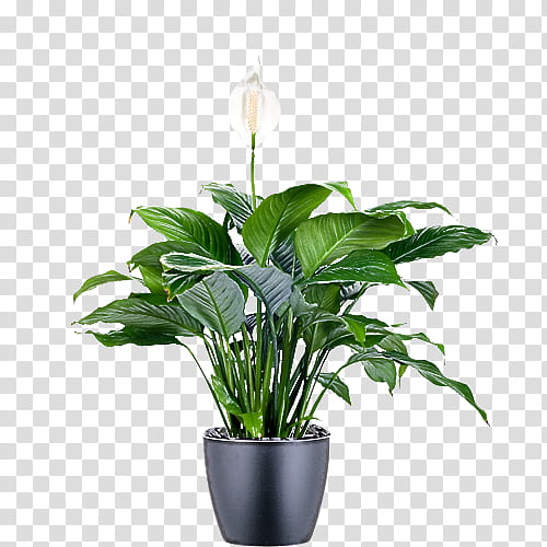 Floral design, Flowerpot, Houseplant, Peace Lily, Bonsai, Leaf, Ornamental Plant, Tree Philodendron transparent background PNG clipart