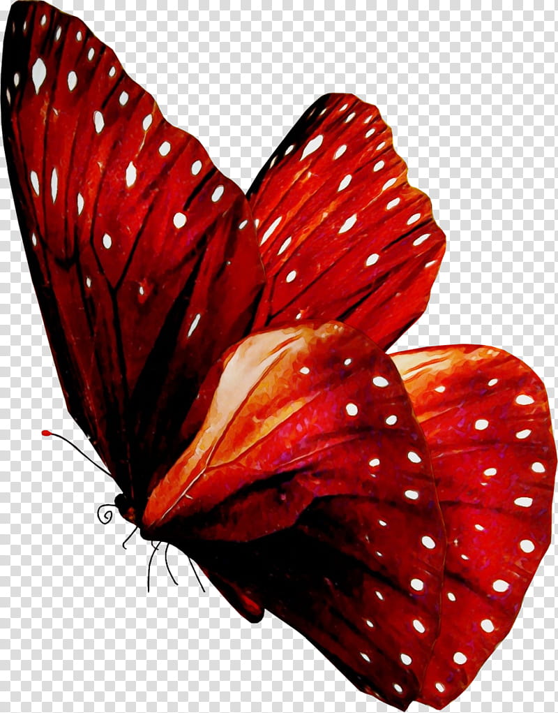 butterfly red moths and butterflies insect pollinator, Watercolor, Paint, Wet Ink, Anthurium, Brushfooted Butterfly, Petal, Wing transparent background PNG clipart