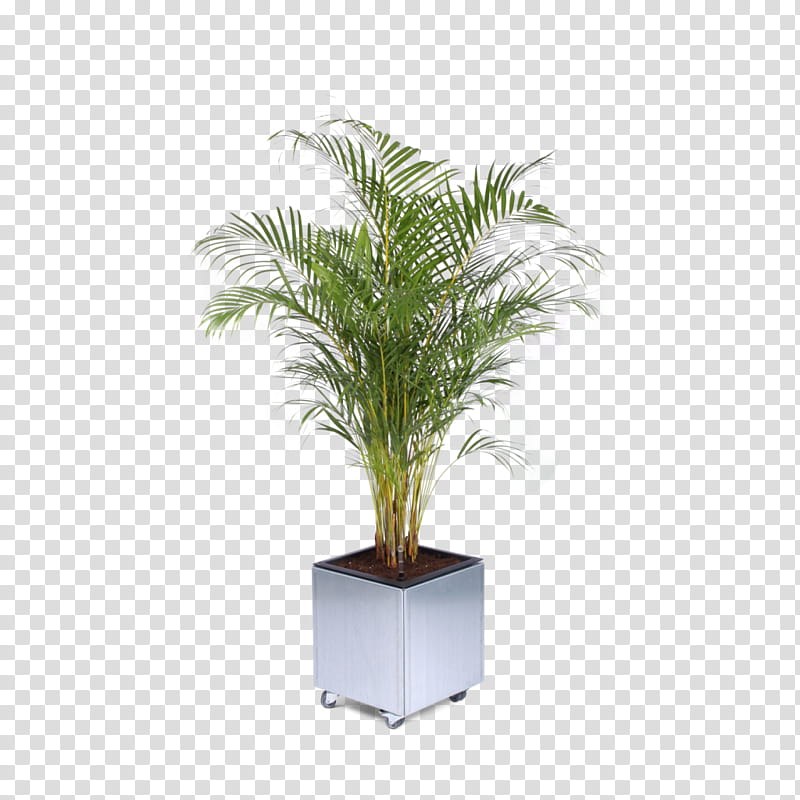 Palm Tree, Flowerpot, Palm Trees, Chamaedorea Elegans, Houseplant, Vipers Bowstring Hemp, Ivory, Hoya Carnosa transparent background PNG clipart