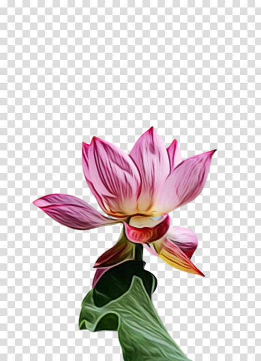 plant stem aquatic plant cut flowers sacred lotus nelumbonaceae, Watercolor, Paint, Wet Ink, Petal, Magenta Telekom, Plants, Plant Structure transparent background PNG clipart