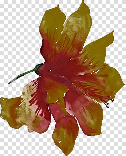 flower hibiscus petal plant hawaiian hibiscus, Yellow, Leaf, Gladiolus, Mallow Family, Daylily, Cut Flowers transparent background PNG clipart