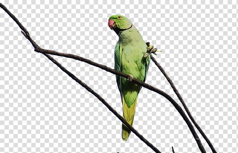 Feather, Watercolor, Paint, Wet Ink, Macaw, Parakeet, Birds, Beak transparent background PNG clipart