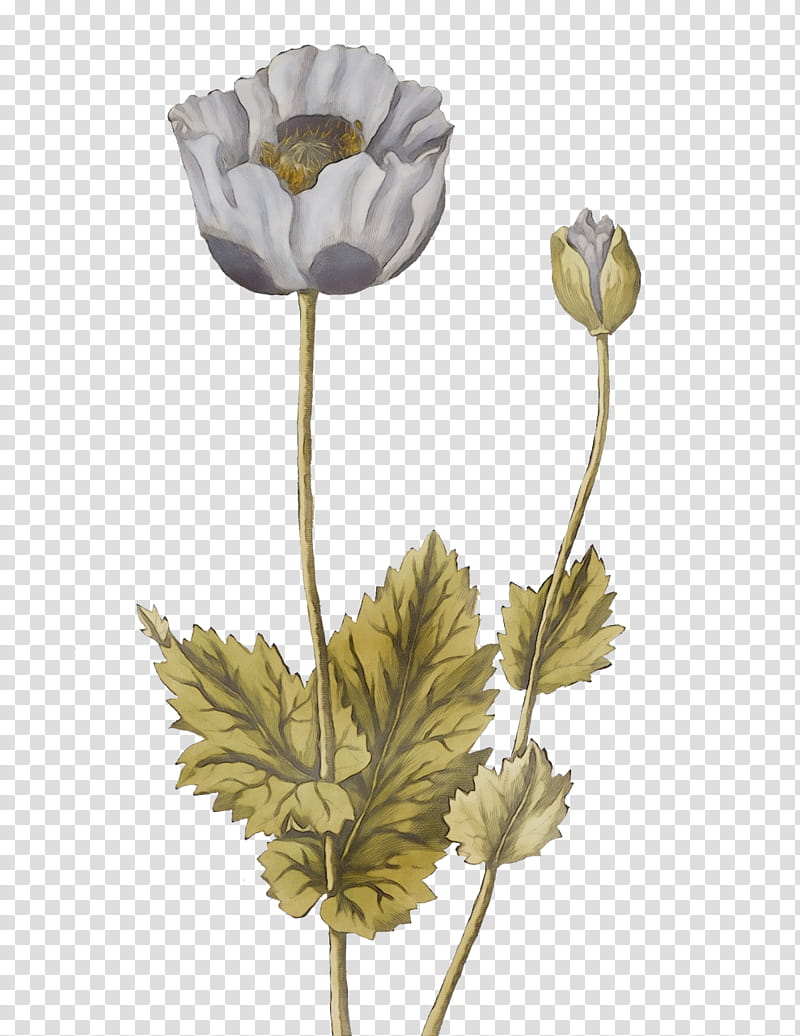 plant stem petal cut flowers flower the poppy family, Watercolor, Paint, Wet Ink, Plants, Biology, Plant Structure, Science transparent background PNG clipart