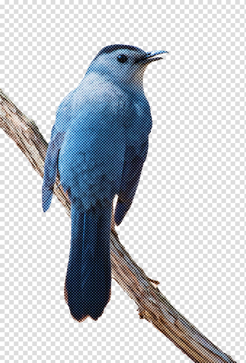 Blue jay Wren Feather Beak, feather, animals, branch png