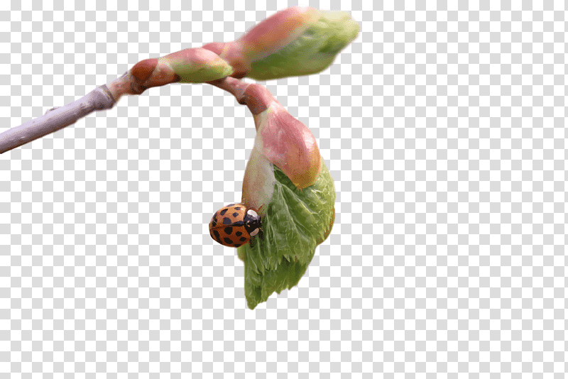 tamarind bud transparent background PNG clipart