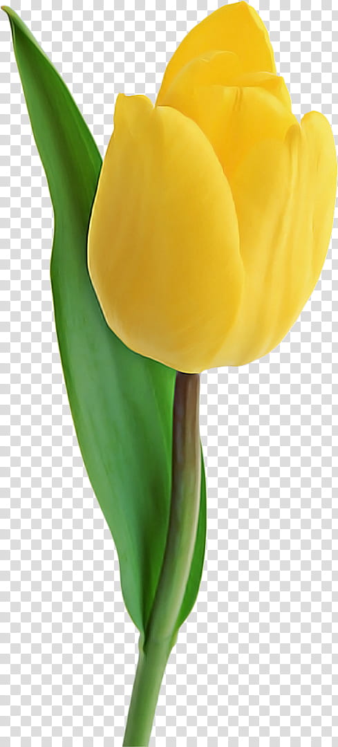 tulip yellow flower arum plant, Petal, Alismatales, Lily Family, Giant White Arum Lily, Arum Family, Plant Stem, Bud transparent background PNG clipart