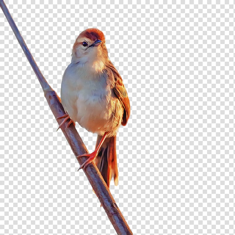 bird, Beak, Songbird, Perching Bird, Sparrow, Branch, Twig, Emberizidae transparent background PNG clipart