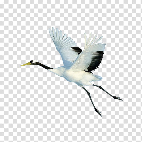 Cartoon Nature, Crane, Bird, Redcrowned Crane, Zhalong Nature Reserve, Grey Crowned Crane, Black Crowned Crane, Animal transparent background PNG clipart