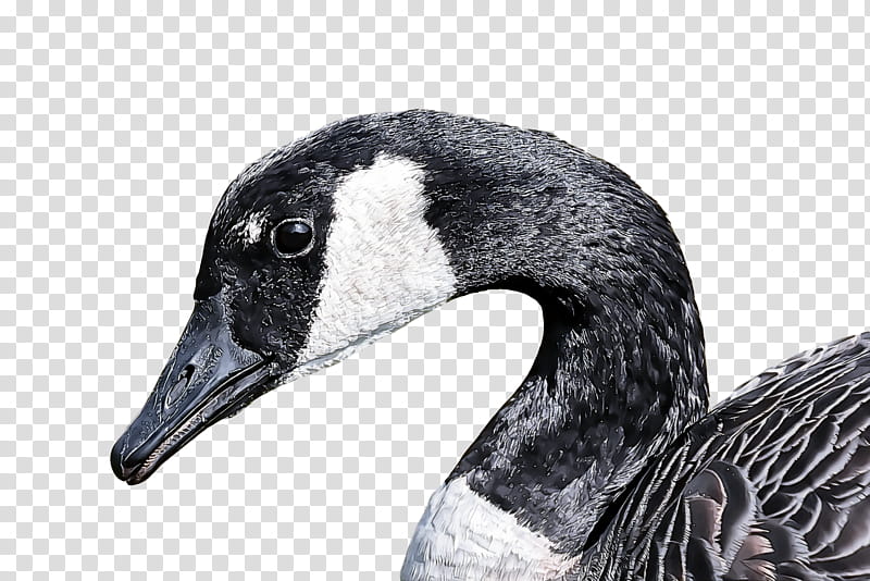 Goose wild animal, Bird, Canada Goose, Beak, Water Bird, Ducks Geese And Swans, Waterfowl, Neck transparent background PNG clipart