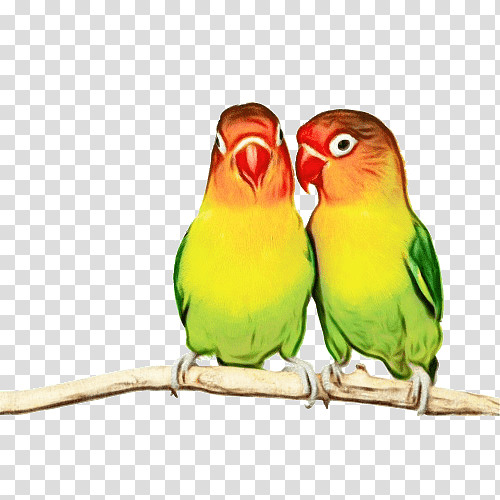budgerigar birds parrots cockatiel dog, Watercolor, Paint, Wet Ink, Bird Nest, Companion Parrot, Parakeet transparent background PNG clipart