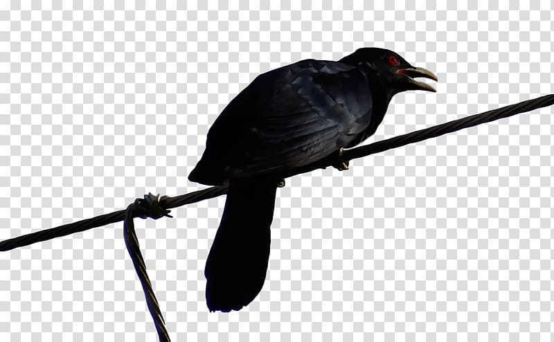 american crow new caledonian crow cuckoos crow common raven, Watercolor, Paint, Wet Ink, Beak, Cuculiformes transparent background PNG clipart