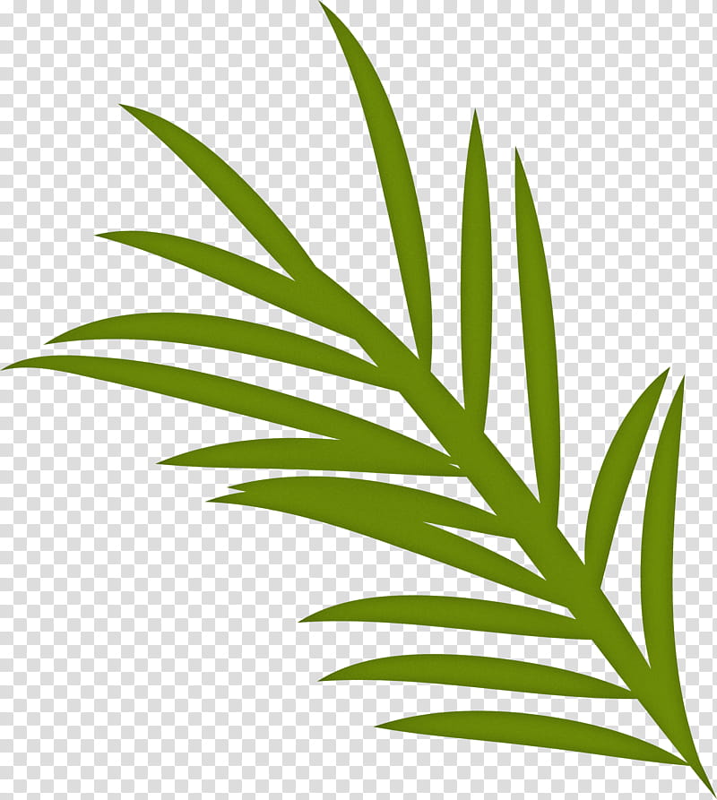 Spanish food Spanish Cuisine, Plant Stem, Palm Trees, Leaf, Grasses, Plants, Plant Structure, Science transparent background PNG clipart