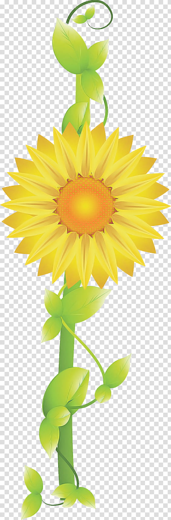 flower border flower background floral line, Sunflower, Yellow, Plant, Petal, English Marigold, Cut Flowers, Daisy Family transparent background PNG clipart