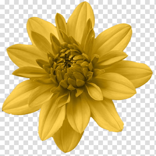 sunflower, Petal, Yellow, Plant, Closeup, Daisy Family, Wildflower, Perennial Plant transparent background PNG clipart