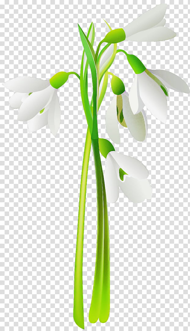 snowdrop flower galanthus plant plant stem, Pedicel, Summer Snowflake, Petal, Amaryllis Family, Cut Flowers transparent background PNG clipart