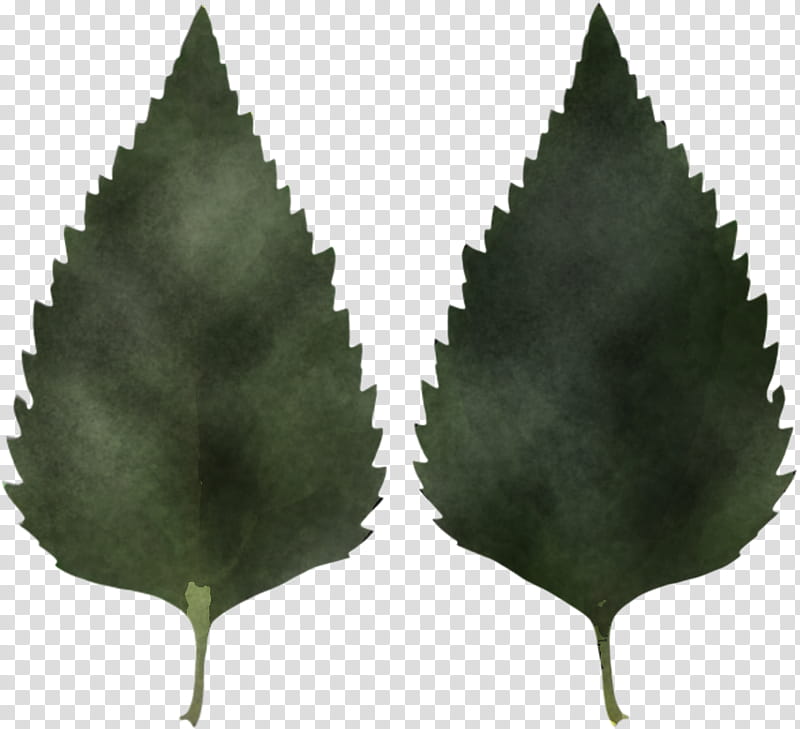 Banana leaf, Branch, Sweet Birch, Paper Birch, Silver Birch, Texture Mapping, Northern Catalpa, Tree transparent background PNG clipart Banana leaf, Branch, Sweet Birch, Paper Birch, Silver Birch, Texture Mapping, Northern Catalpa, Tree transparent background PNG clipart