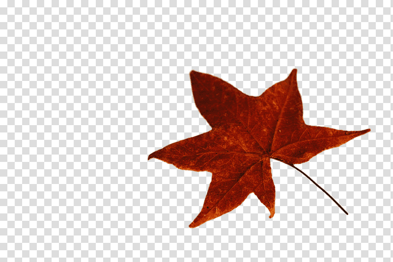 Orange, Maple Leaf M, Expert, Tree, Knowledge, Logo, Positioning transparent background PNG clipart