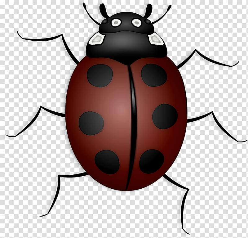 beetles ladybird beetle seven-spot ladybird scarlet lily beetle brown marmorated stink bug, Sevenspot Ladybird, Insect Wing, Flower Chafers, Stink Bugs, Arthropod Leg, Leg Insects, Scarabs transparent background PNG clipart