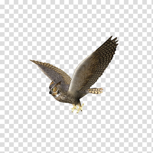 bird bird of prey eagle peregrine falcon falcon, Accipitridae, Coopers Hawk, Beak, Falconiformes, Wing, Sharpshinned Hawk, Osprey transparent background PNG clipart