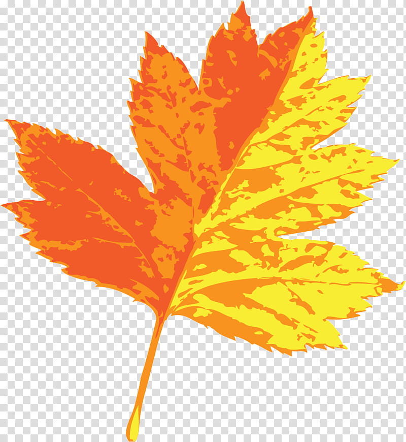 Maple leaf, Plant Stem, Tree, Green, Sugar Maple, Flower, Oak, Inflorescence transparent background PNG clipart