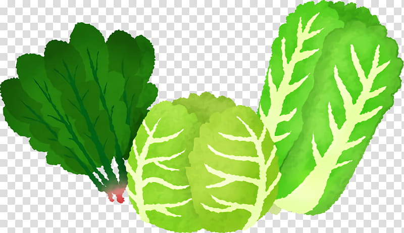 spring greens collard cabbage leaf herb, Plants, Science, Plant Structure, Biology transparent background PNG clipart