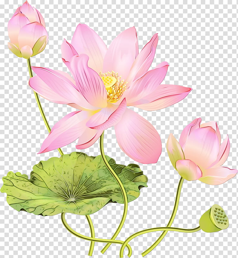 Mandala, Watercolor, Paint, Wet Ink, Nymphaea Nelumbo, Falun Gong La Voie De Laccomplissement, Lotus Seed, Sacred Lotus Flower transparent background PNG clipart