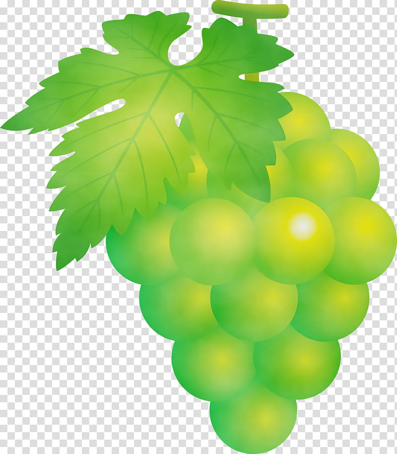 grape green seedless fruit leaf grapevine family, Grapes, Watercolor, Paint, Wet Ink, Grape Leaves, Plant, Vitis transparent background PNG clipart