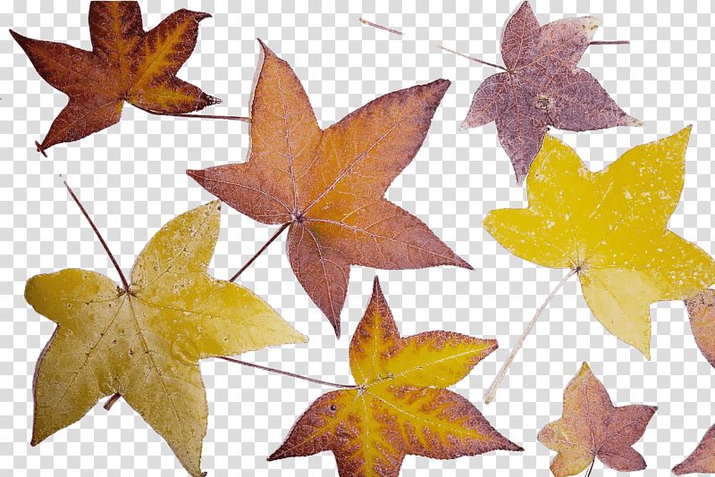 leaf maple leaf / m symmetry biology geometry, Maple Leaf M, Mathematics, Science, Plant Structure, Plants transparent background PNG clipart