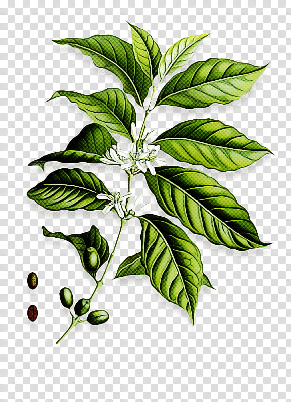 Coffee, Leaf, Arabica Coffee, Vegetarian Cuisine, Cafe, Plant Stem, Potato, Caffeine transparent background PNG clipart
