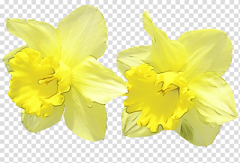 yellow flower narcissus petal plant, Watercolor, Paint, Wet Ink, Amaryllis Family, Cut Flowers, Cattleya, Amaryllis Belladonna transparent background PNG clipart