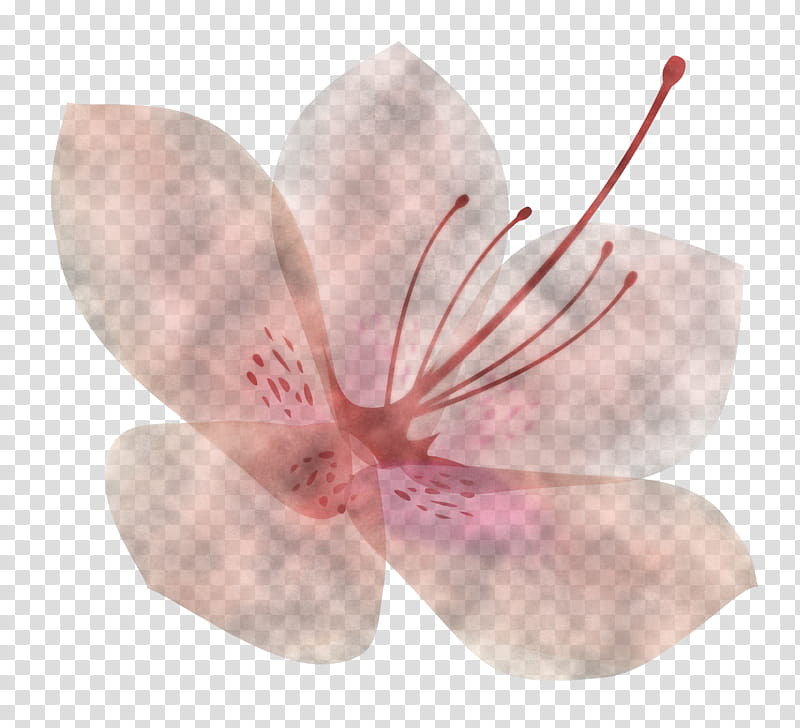 Azalea spring flower Azalea flower, Petal, Pink, Plant, Blossom, Cherry Blossom, Geranium, Geraniaceae transparent background PNG clipart
