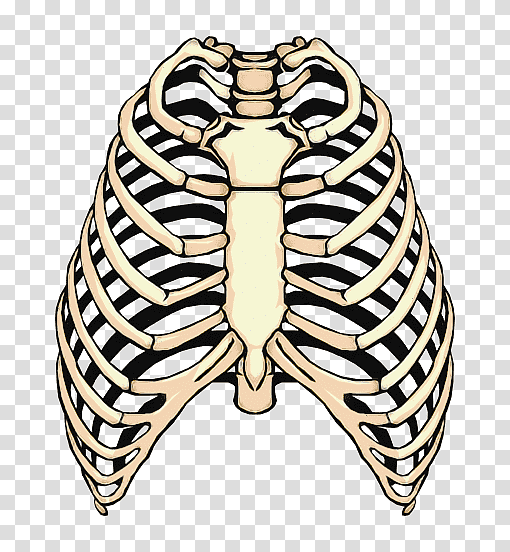 rib rib cage spare ribs anatomy human rib cage, Line Art, Thoracic Skeleton, Human Skeleton transparent background PNG clipart