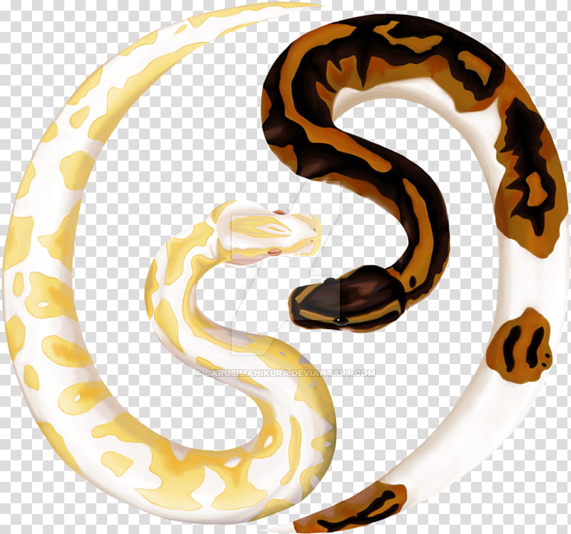 Drawing Of Family, Snakes, Reptile, Ball Python, Burmese Python, Boa Constrictor, Boas, African Rock Python transparent background PNG clipart