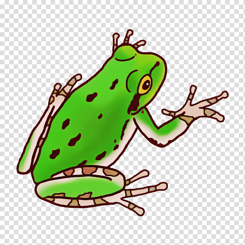 toad true frog tree frog frogs amphibians, True Toad, American Bullfrog, Wood Frog, Cartoon, Rhacophoridae, Drawing transparent background PNG clipart
