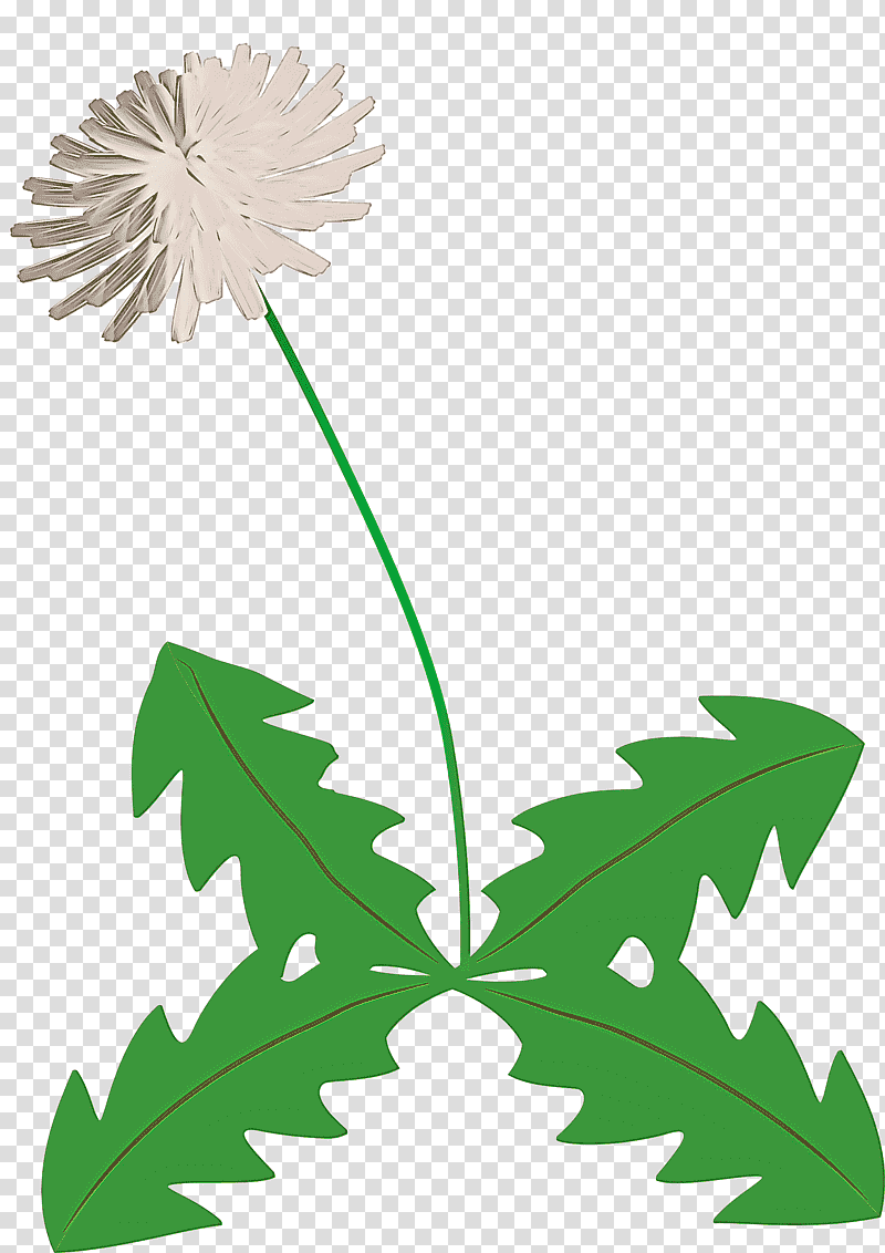 dandelion flower, Common Dandelion, Plant Stem, Chamomile, Dandelion Background, Pedicel, Petal transparent background PNG clipart