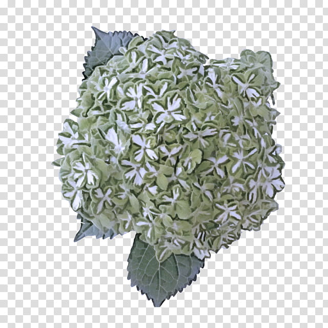 leaf synthesis cell wall plant cell chlorophytum comosum, synthesis, Chloroplast, Chlorophyll, Peacock Plant, Herbaceous Plant, Devils Ivy, Houseplant transparent background PNG clipart