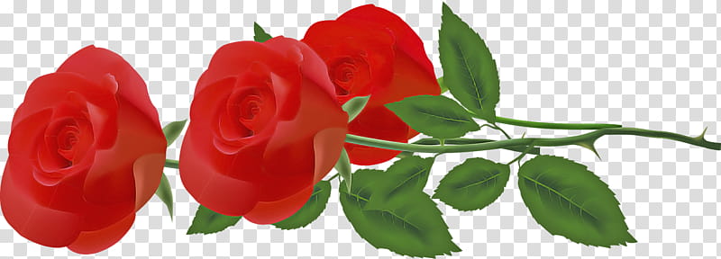 three flowers three roses valentines day, Plant, Red, Petal, Garden Roses, Leaf, Rose Family, Floribunda transparent background PNG clipart