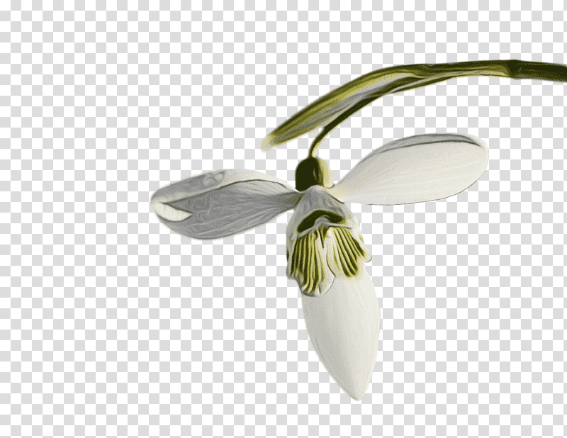 flower snowdrop galanthus m plants biology, Watercolor, Paint, Wet Ink, Science, Seed Plants transparent background PNG clipart