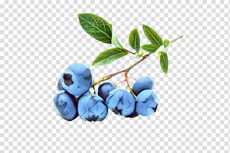 Family Tree, Blueberry, Bilberry, Blueberry Tea, Huckleberry, Berries, Fruit, Blackberry transparent background PNG clipart